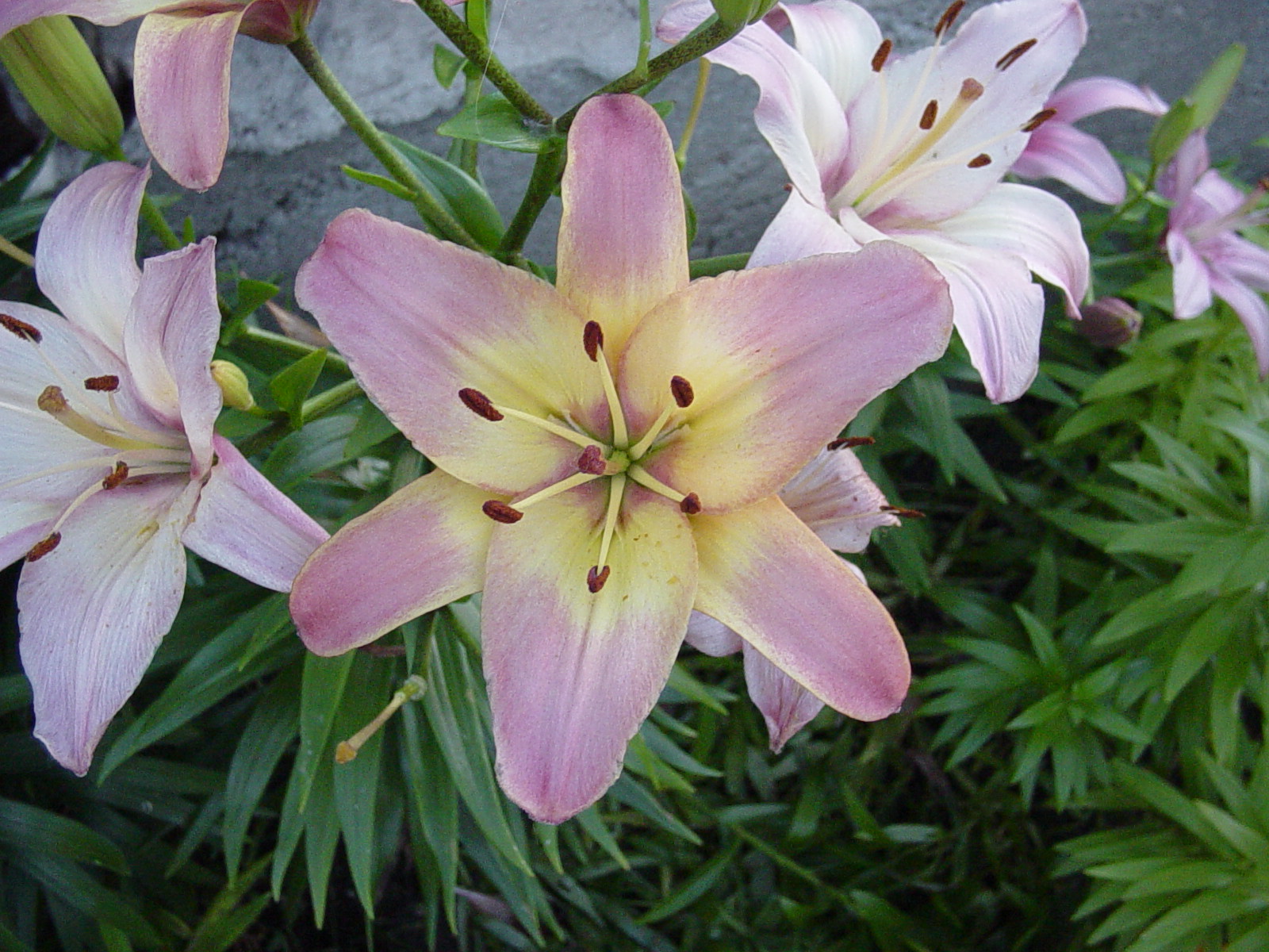 Asiatic Lilies 